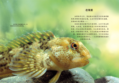 漫步自然，静观生命起伏——《自然漫步笔记》